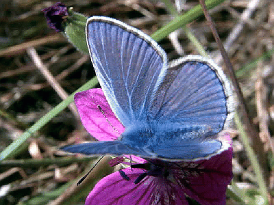 Polyommatus icarus