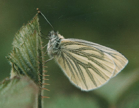 Pieris napi