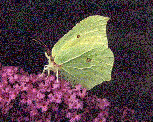 Gonepteryx rhamni