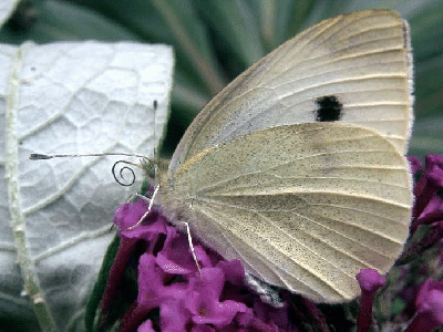 Pieris brassicae