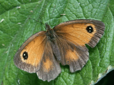 Pyronia tithonus