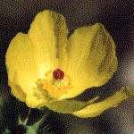 example of bowl or cup flower shape