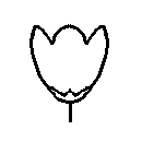 diagram of bowl or cup flower shape