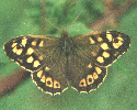 Speckled Wood Butterfly