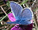 Common Blue Butterfly