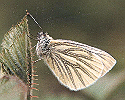 Green-veined White Butterfly Underside