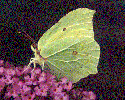 Brimstone Butterfly Male Underside