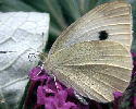 Large White Butterfly Underside