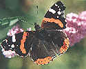 Red Admiral Butterfly