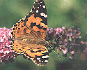 Painted Lady Butterfly