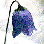 example of campanulate flower shape