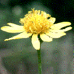 Senecio, an example of a capitulum inflorescence shape