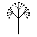 diagram of a compound inflorescence shape