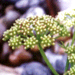 Crithmum maritimum, an example of a compound inflorescence shape