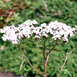 Achillea millefolium, an example of a corymb inflorescence shape