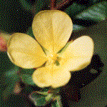 example of cruciform or cross flower shape