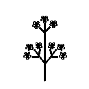 diagram of a cyme inflorescence shape