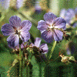 Geranium, an example of a cyme inflorescence shape