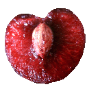 Prunus avium, Cherry, an example of a drupe
