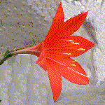 example of funnelform flower shape