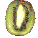 Actinidia, Kiwi Fruit, an example of a berry