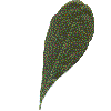 example of oblanceolate leaf shape