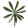 example of palmate leaf shape