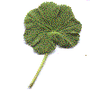example of peltate leaf
