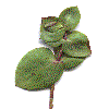 example of eperfoliate leaf