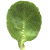 example of round leaf shape