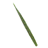 example of ensiform or sword leaf shape