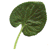 example of cordate or heart-shaped leaf