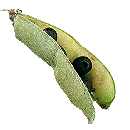 Lathyrus odoratus, Sweet Pea, an example of a legume