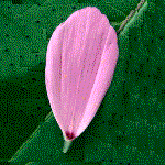example of ligulate or strap flower shape