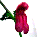 example of labiate or lipped flower shape