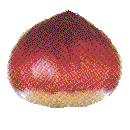 Castanea, Chestnut, an example of a nut