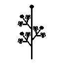 diagram of a panicle inflorescence shape