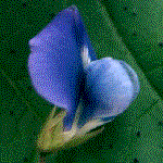 example of pappilionaceous or pappilionate or butterfly or pea flower shape
