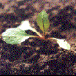 Teucrium hircanicum