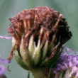 Agastache mexicana