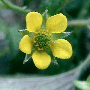 Geum urbanum