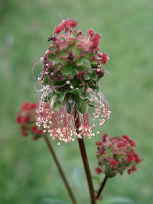 Sanguisorba minor