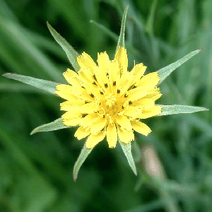 Tragopogon pratensis