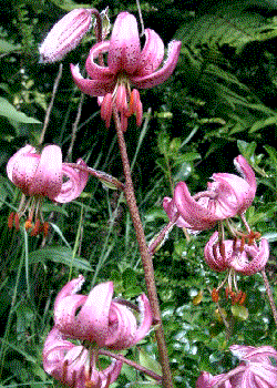 Lilium martagon