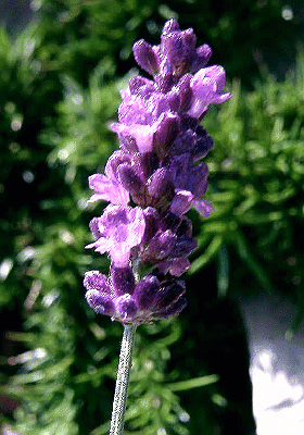 Lavandula angustifolia