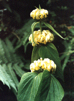 Phlomis russeliana