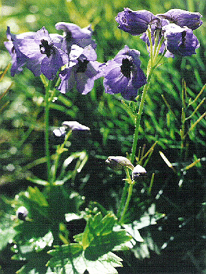 Delphinium cashmirianum