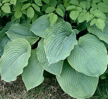 Hosta