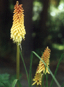 Kniphofia