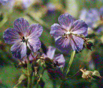 Geranium pratense